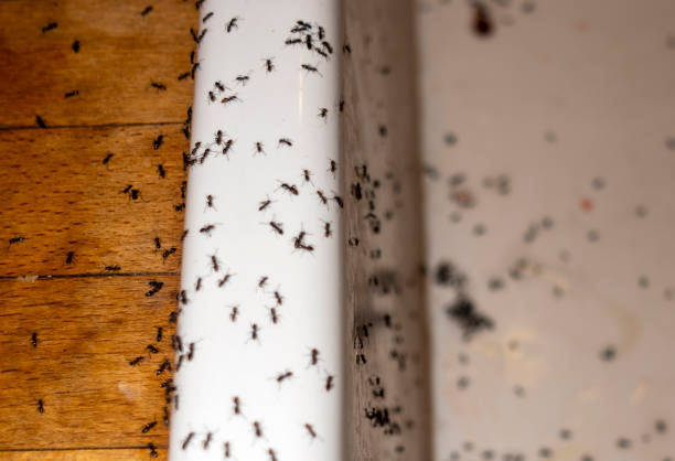 Best Pest Inspection Near Me  in Gillette, NJ