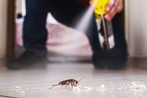 Best Spider Control Near Me  in Gillette, NJ